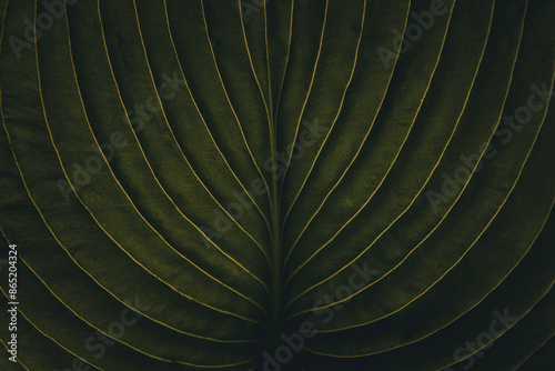 Closeup of tropical jungle leaf with vein texture, dark moody green, chic stylish creative artistic nature botanical background photography, full frame shot, exotic fashion or blog banner