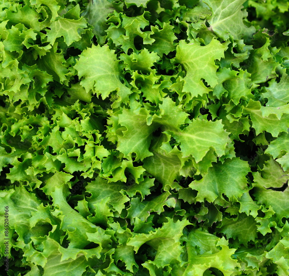 Fresh and green lettuce from organic farm as a texture background Fresh and green lettuce from organic farm as a texture background