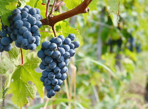 Bunch of ripe grapes in the vineyard just before the harvest. Grape harvest in october.  photo