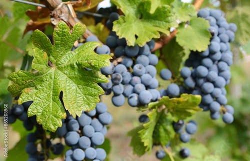 Bunch of ripe grapes in the vineyard just before the harvest. Grape harvest in october. 