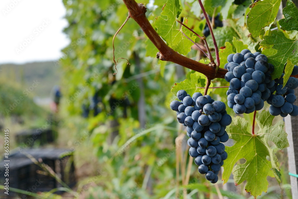 Bunch of ripe grapes in the vineyard just before the harvest. Grape harvest in october. Bunch of ripe grapes in the vineyard just before the harvest. Grape harvest in october.