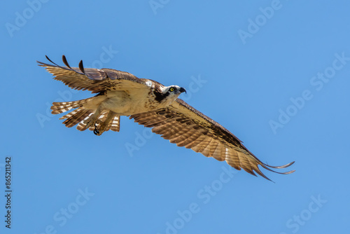 Osprey in flight photo