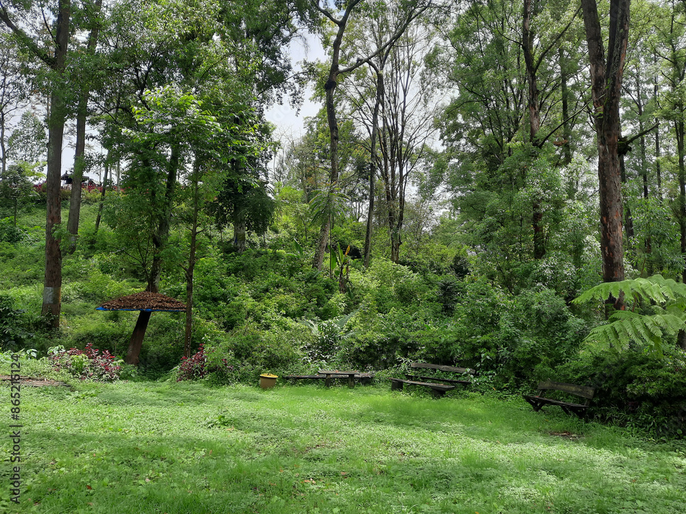 Obraz premium Serene Sanctuary: Verdant Forest Path with Welcoming Benches under the Whispering Trees