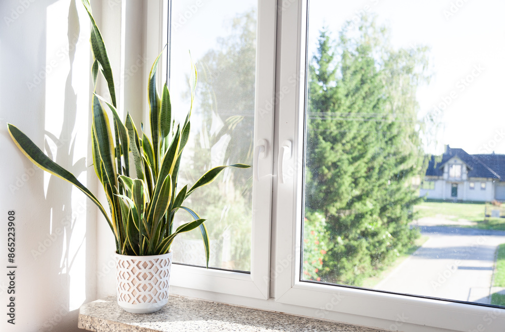 flower on the window in a bright room home interior flower on the window in a bright room home interior