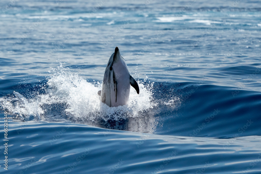 Fototapeta premium happy striped dolphin jumping outside the sea