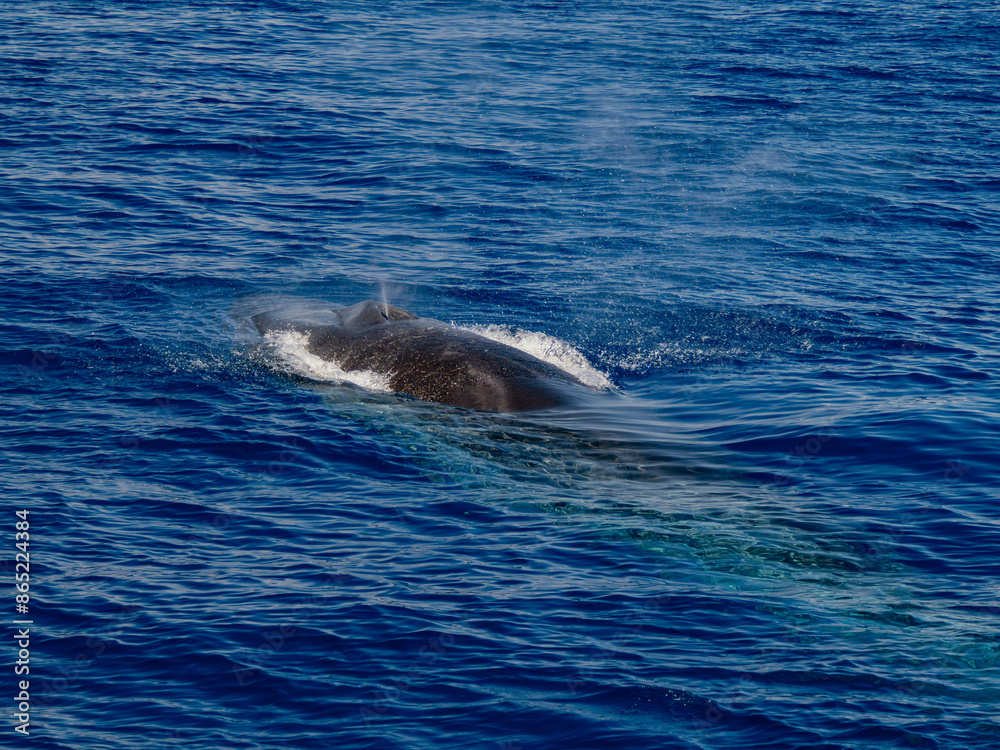 Balaenoptera physalus, the common fin whale navigates in front of the coast of Genoa Italy during it's migration to Ligurian sea. Balaenoptera physalus, the common fin whale navigates in front of the coast of Genoa Italy during it's migration to Ligurian sea.