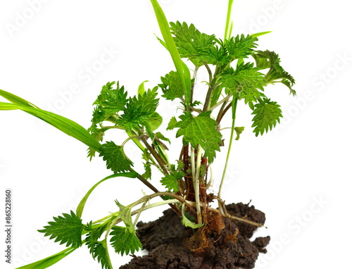 Stinking nettle (Urtica dioica) all plant and with root, on white background. photo