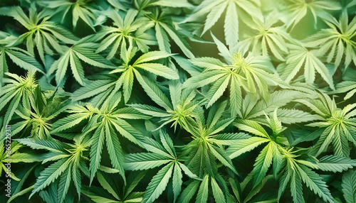 Marijuana plant background, medical concept backdrop. photo