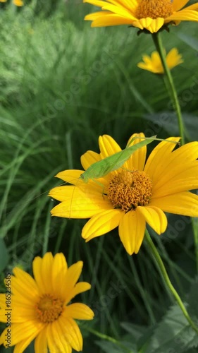 green cricket on yellow flower. sickle-bearing bush-cricket on calliopsis, or tickseed. Latin: phaneroptera falcata (insect), coreopsis (flower). beautiful nature 4k vertical footage with copy space