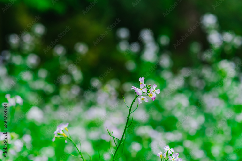white flower on green background white flower on green background