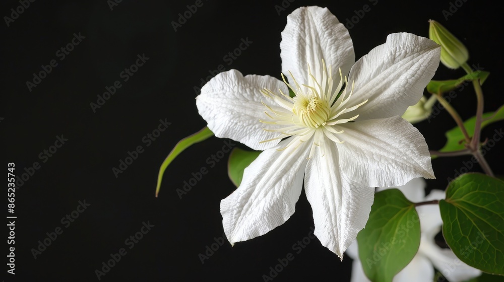 Obraz premium White clematis flower against a black backdrop