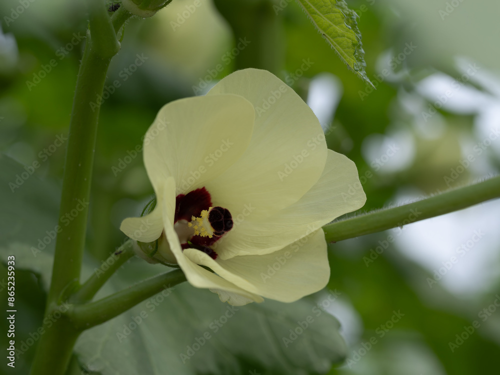 菜園のオクラの花 菜園のオクラの花