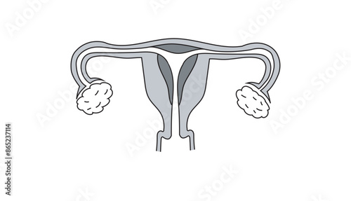 Female reproductive system