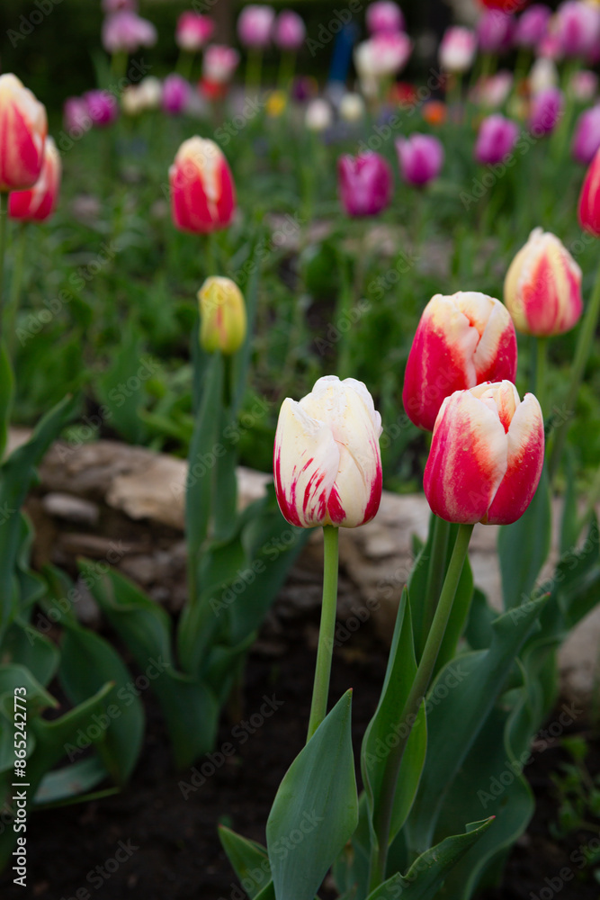 Landscape Spring nature with blooming flowers natural background Landscape Spring nature with blooming flowers natural background