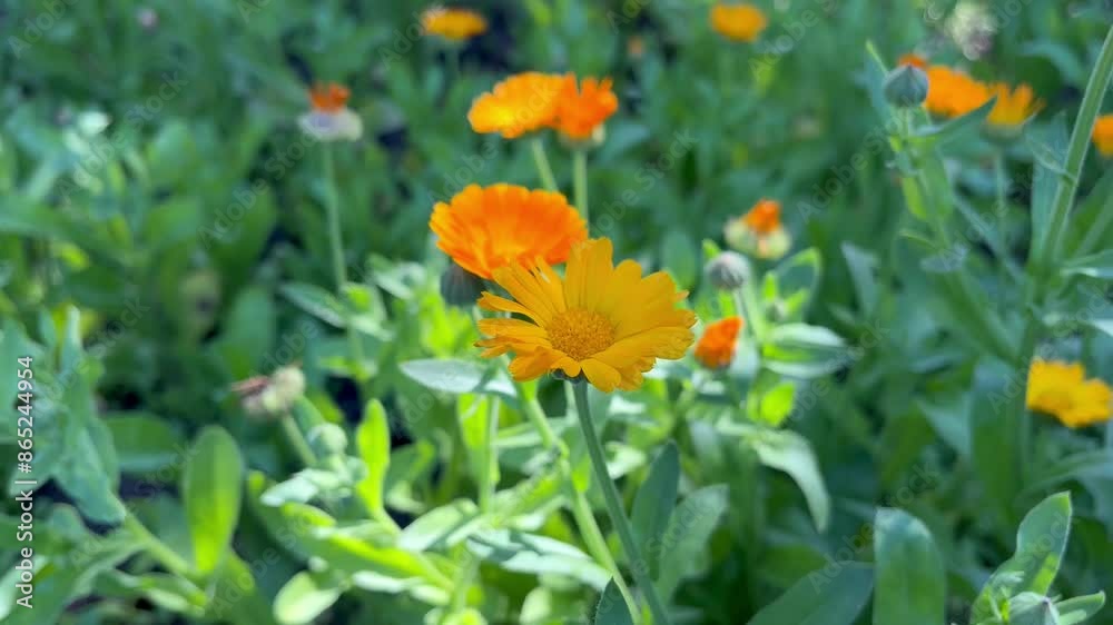 medicinal plant calendula blooming in the flower garden medicinal plant calendula blooming in the flower garden