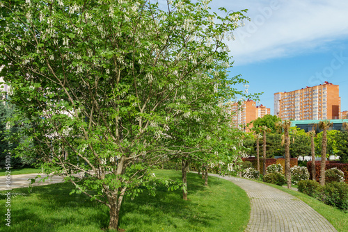Beautiful blossom of Kentucky Yellowwood or Virgilia Tree (Cladrastis kentuckea) in city park Krasnodar or landscape Galitsky park. Suny spring 2024 photo