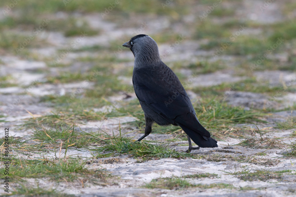 Obraz premium Choucas des tours,.Coloeus monedula , Western Jackdaw