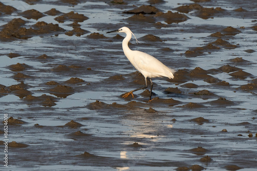 Aigrette garzette, .Egretta garzetta, Little Egret, photo