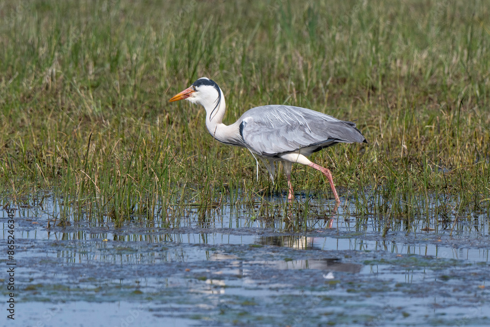 Héron cendré, Ardea cinerea, Grey Heron Héron cendré, Ardea cinerea, Grey Heron