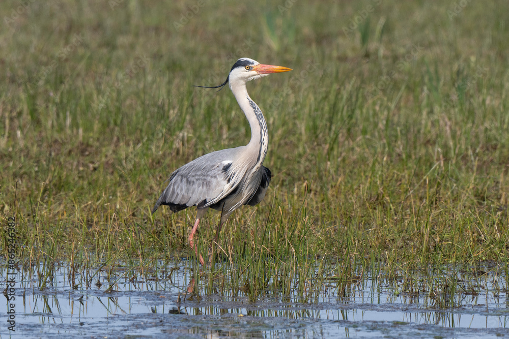 Obraz premium Héron cendré, Ardea cinerea, Grey Heron