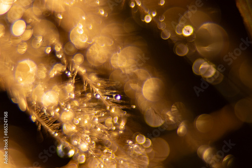 The photograph shows the details of the peacock's feathers and the numerous water droplets with clear feather lines. Shot with a macro lens