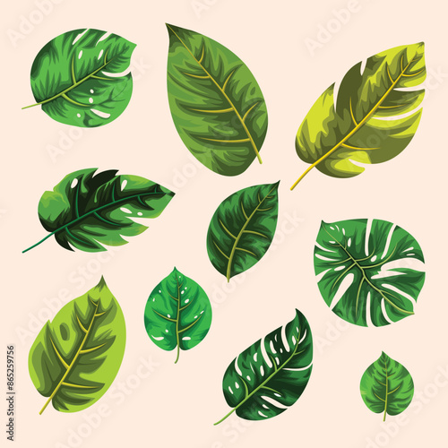 Monstera adansonii leaves are green and yellowish on a white background