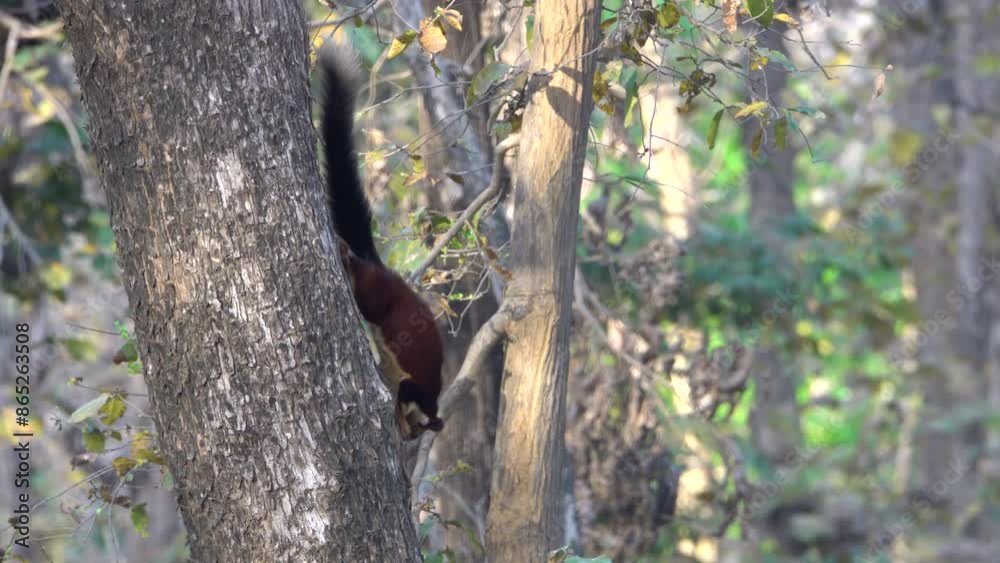 Malabar (Indian) giant squirrel on tree
Pench National Park, Central India,2024
