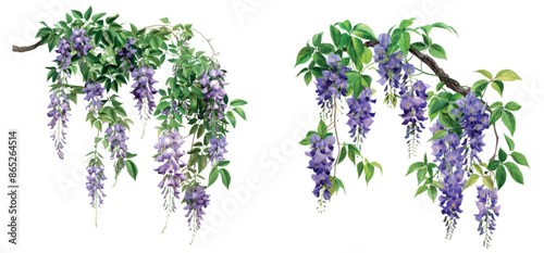 The cascading purple or white flowers of wisteria hang gracefully in the air, isolated on a transparent background