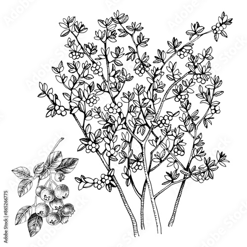 Blueberries bush and branch with ripe berries