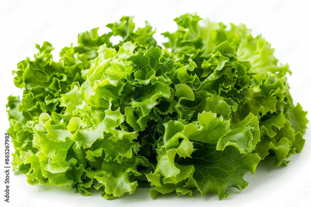Isolated on white background, fresh green lettuce with high fiber and vitamin content for making salads. Isolated on white background, fresh green lettuce with high fiber and vitamin content for making salads.