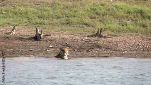 Tiger resting in the river ,India
 Saputra National Park, Central India, 2024
 photo