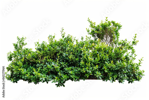 Green garden bushes cut out on white background.