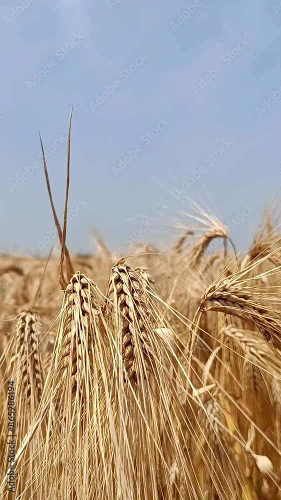 Close-Up of Barley Field and Sky, Vertical Video
