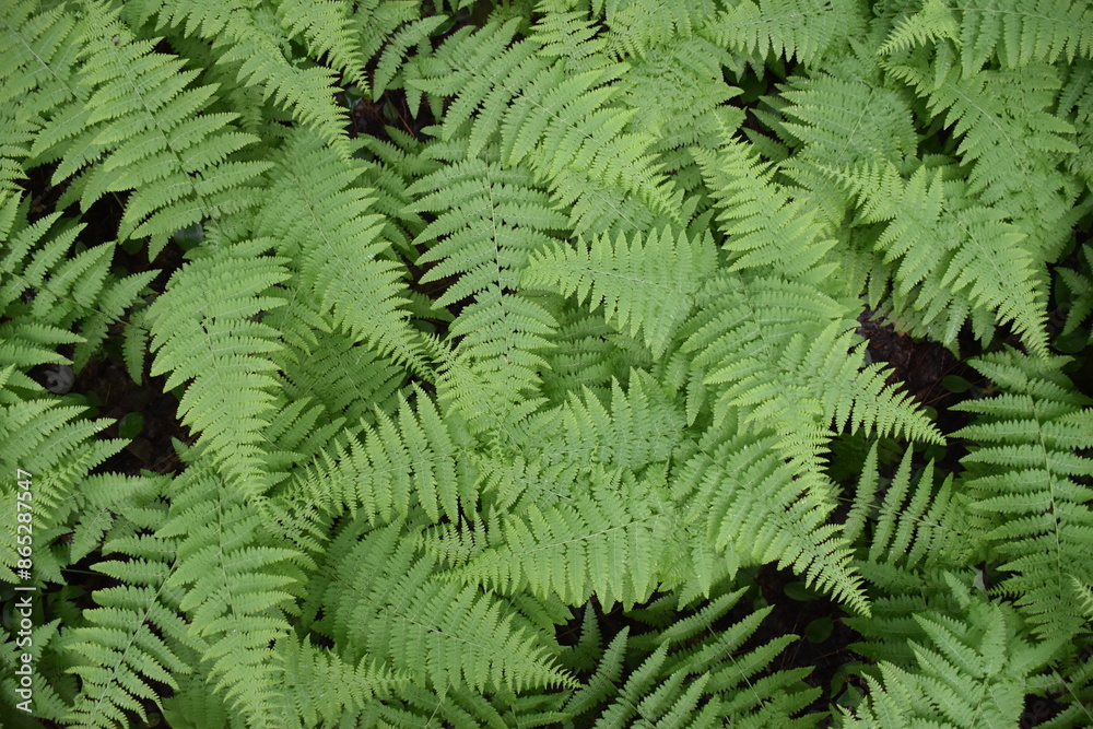 Ferns in the forest, Sainte-Apolline, Québec, Canada Ferns in the forest, Sainte-Apolline, Québec, Canada