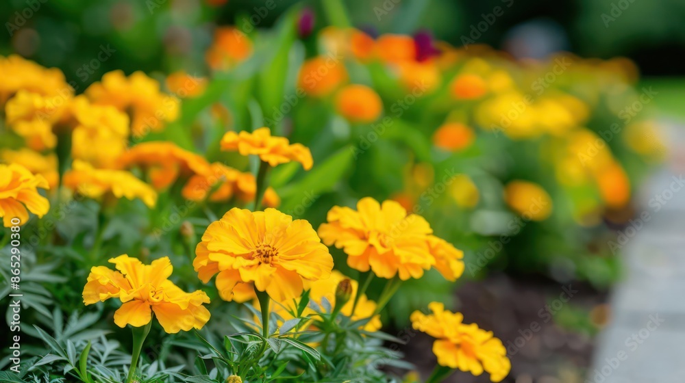 A bright and cheerful garden of marigolds, perfect for a floral banner with ample copy space A bright and cheerful garden of marigolds, perfect for a floral banner with ample copy space