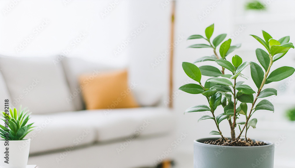 A plant in a pot stands on a table in a living room against a blurred background of a sofa with pillows. warm cozy environment.