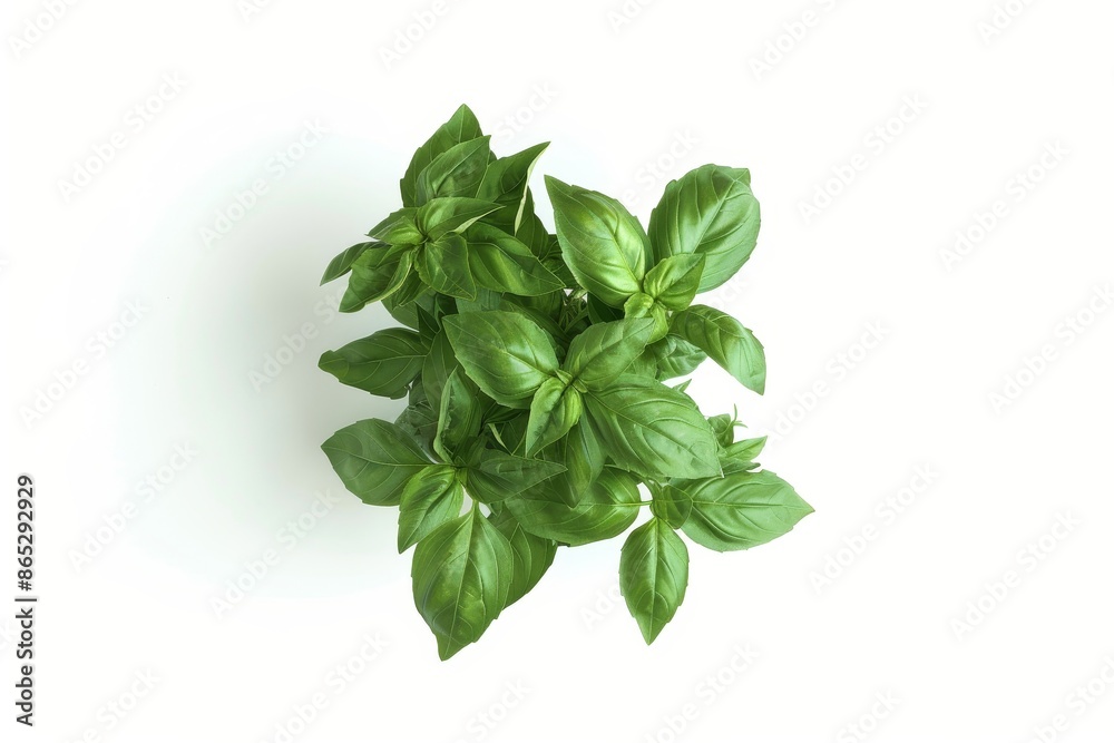 Isolated fresh green basil leaves on translucent background, Asian organic herb and spice concept, Natural organic healthy plant. Isolated fresh green basil leaves on translucent background, Asian organic herb and spice concept, Natural organic healthy plant.
