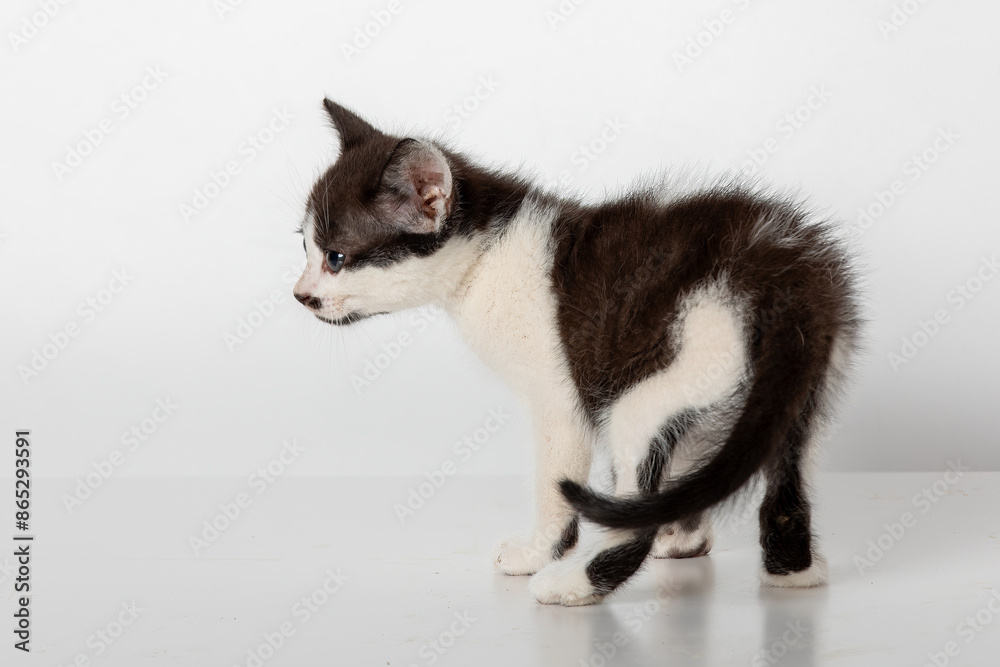 Adorable Baby Black and White Kitten Isolated on White Background - Cute Pet Photography