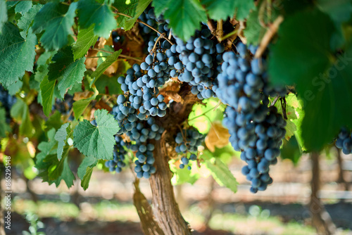 Finca y bodegas de actividad vitivinicola de la provincia de Mendoza Argentina. photo