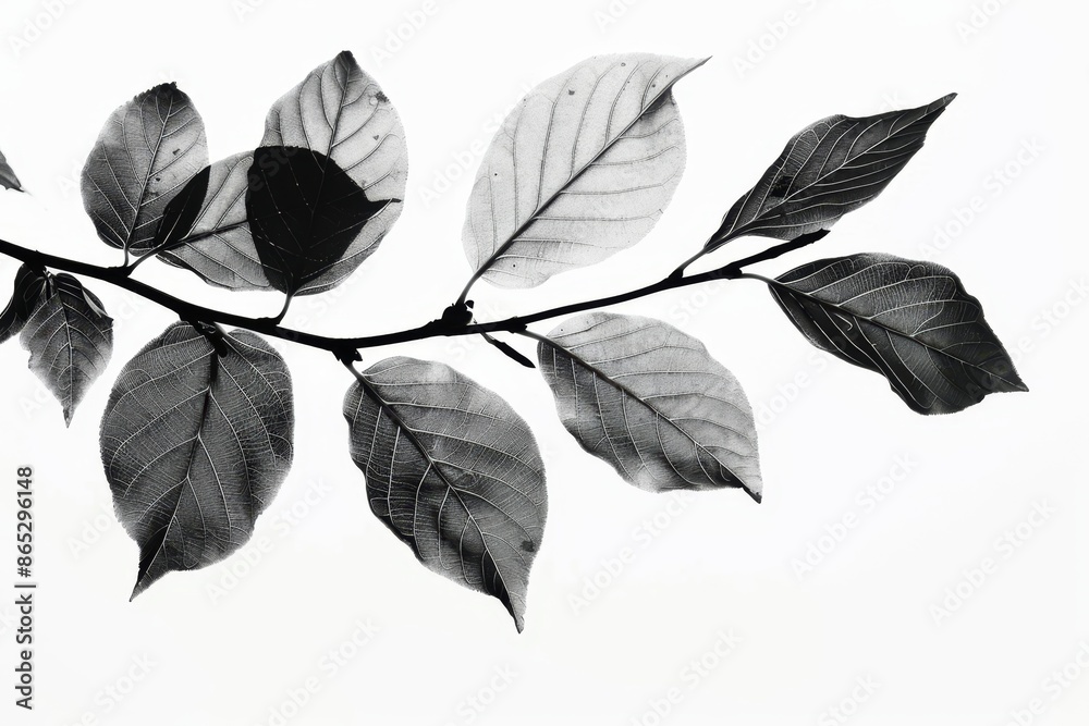 A glossy black leaf flower for decoration on a black background, a shiny botanical plant, a summer lovely bouquet of flowers. A glossy black leaf flower for decoration on a black background, a shiny botanical plant, a summer lovely bouquet of flowers.