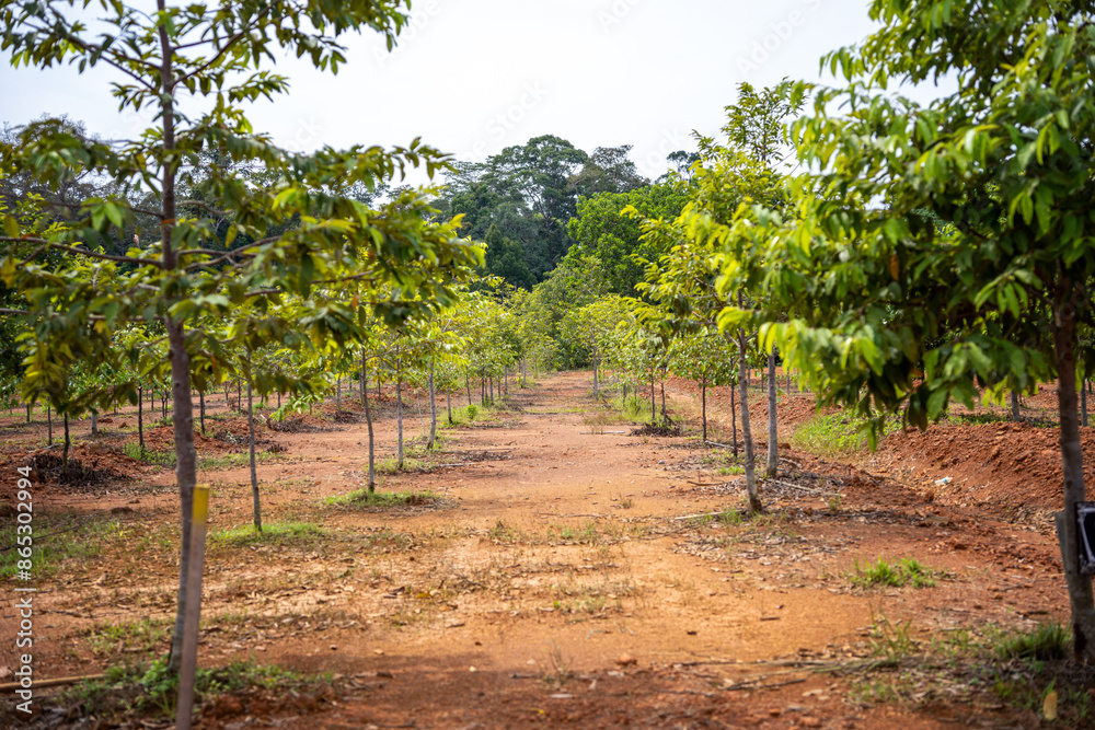Reforestation in Malaysia involves the deliberate planting of trees and restoring forested areas that have been depleted or destroyed. Reforestation in Malaysia involves the deliberate planting of trees and restoring forested areas that have been depleted or destroyed.