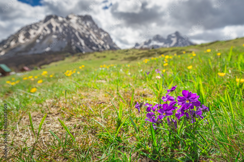 Obraz premium Tranquil rural scenery of the Komovi Mountains in Montenegro, with snow-capped peaks contrasting against lush green meadows and vibrant spring flowers.