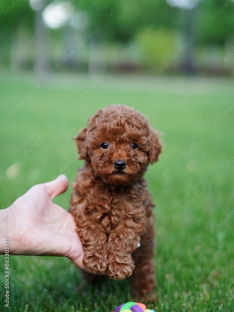 Red Toy Poodle Puppy Sitting on Green Grass. Fluffy, cute dog Looks at the Camera. Domestic pets Red Toy Poodle Puppy Sitting on Green Grass. Fluffy, cute dog Looks at the Camera. Domestic pets