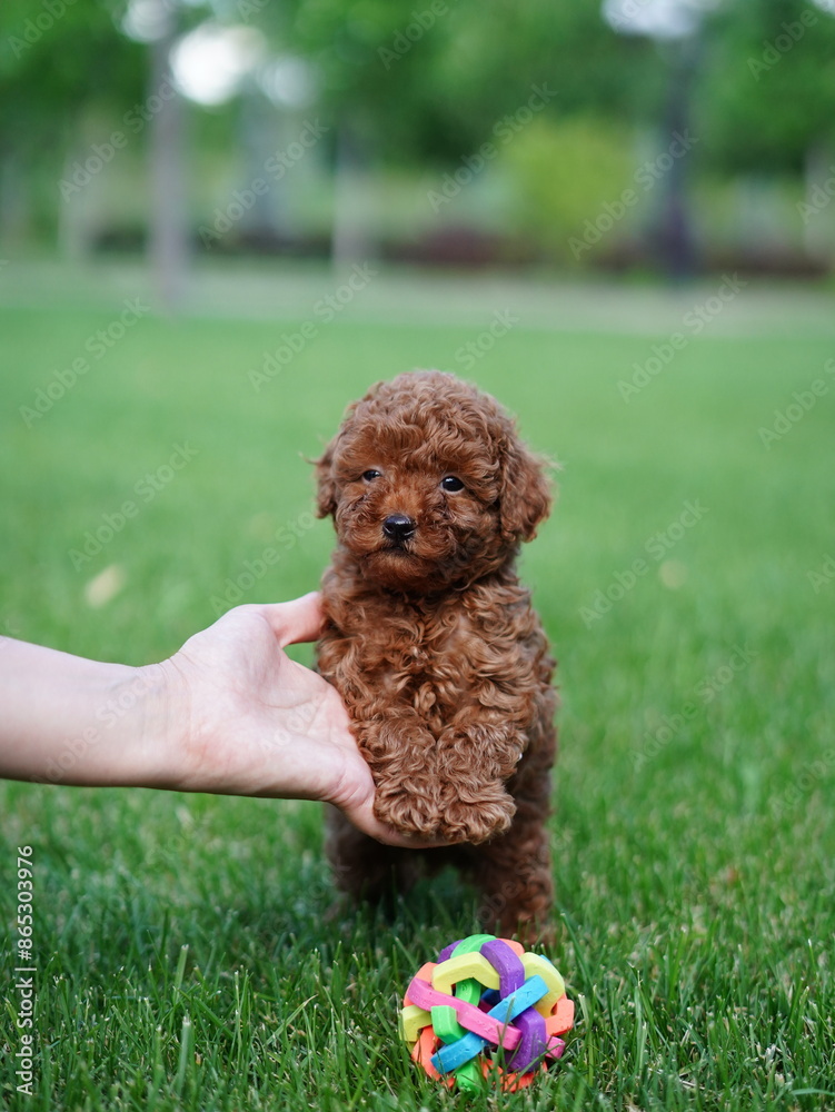 Red Toy Poodle Puppy Sitting on Green Grass. Fluffy, cute dog Looks at the Camera. Domestic pets Red Toy Poodle Puppy Sitting on Green Grass. Fluffy, cute dog Looks at the Camera. Domestic pets