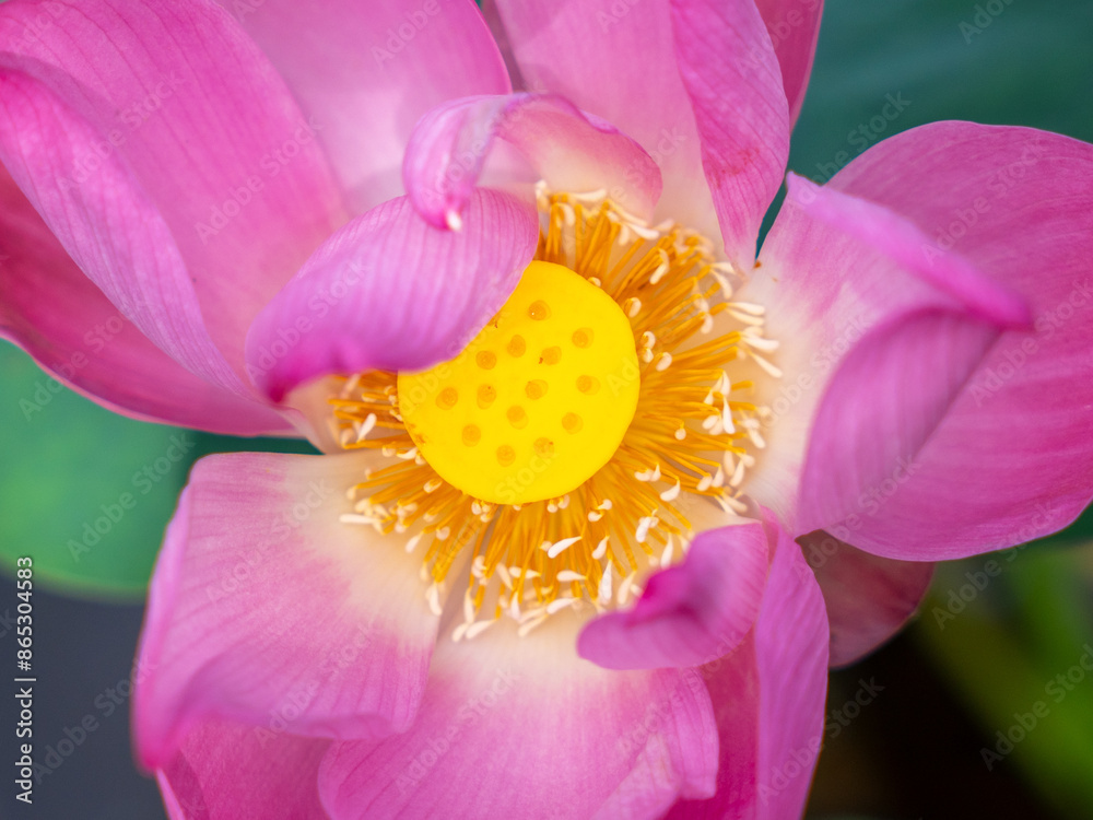 Tasik Chini’s iconic pink lotus in lake of Pahang Tasik Chini’s iconic pink lotus in lake of Pahang