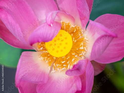 Tasik Chini’s iconic pink lotus in lake of Pahang photo