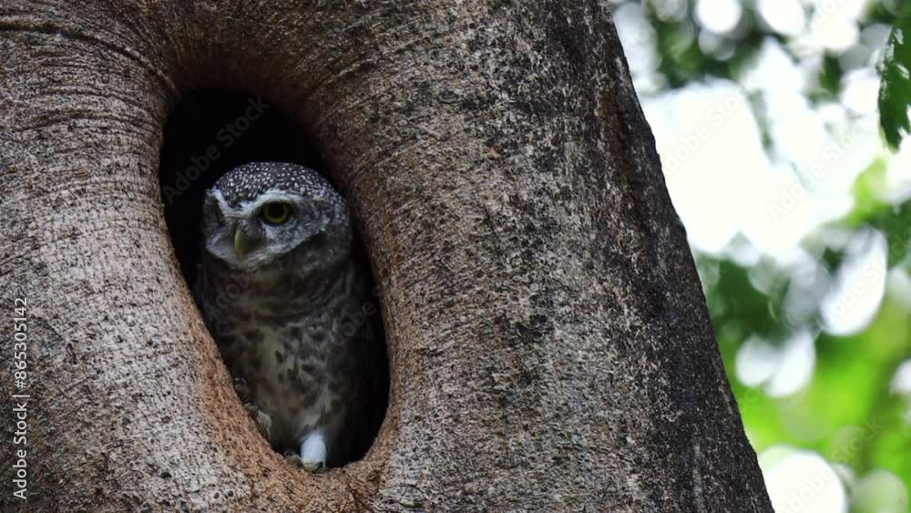 Spotted Owlet, Athene brama standing in hollow tree nest in forest park, Owl with yellow big eyes, white eyebrows and neck-band Spotted Owlet, Athene brama standing in hollow tree nest in forest park, Owl with yellow big eyes, white eyebrows and neck-band