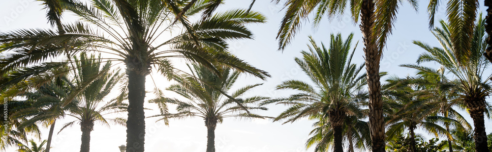 A row of tall palm trees casting shadows on a sandy beach under a bright, sunny sky, creating a tranquil and serene atmosphere. A row of tall palm trees casting shadows on a sandy beach under a bright, sunny sky, creating a tranquil and serene atmosphere.