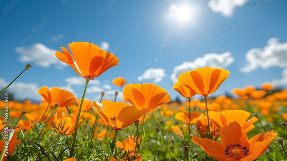 A field of vibrant orange California poppies, their petals swirling in the breeze under a clear blue sky with fluffy white clouds. A field of vibrant orange California poppies, their petals swirling in the breeze under a clear blue sky with fluffy white clouds.