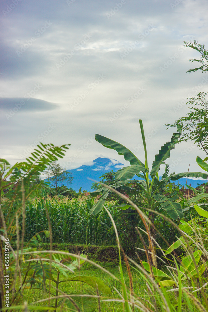 Obraz premium beautiful portrait views in corn fields with mountain backgrounds, atmosphere in the morning